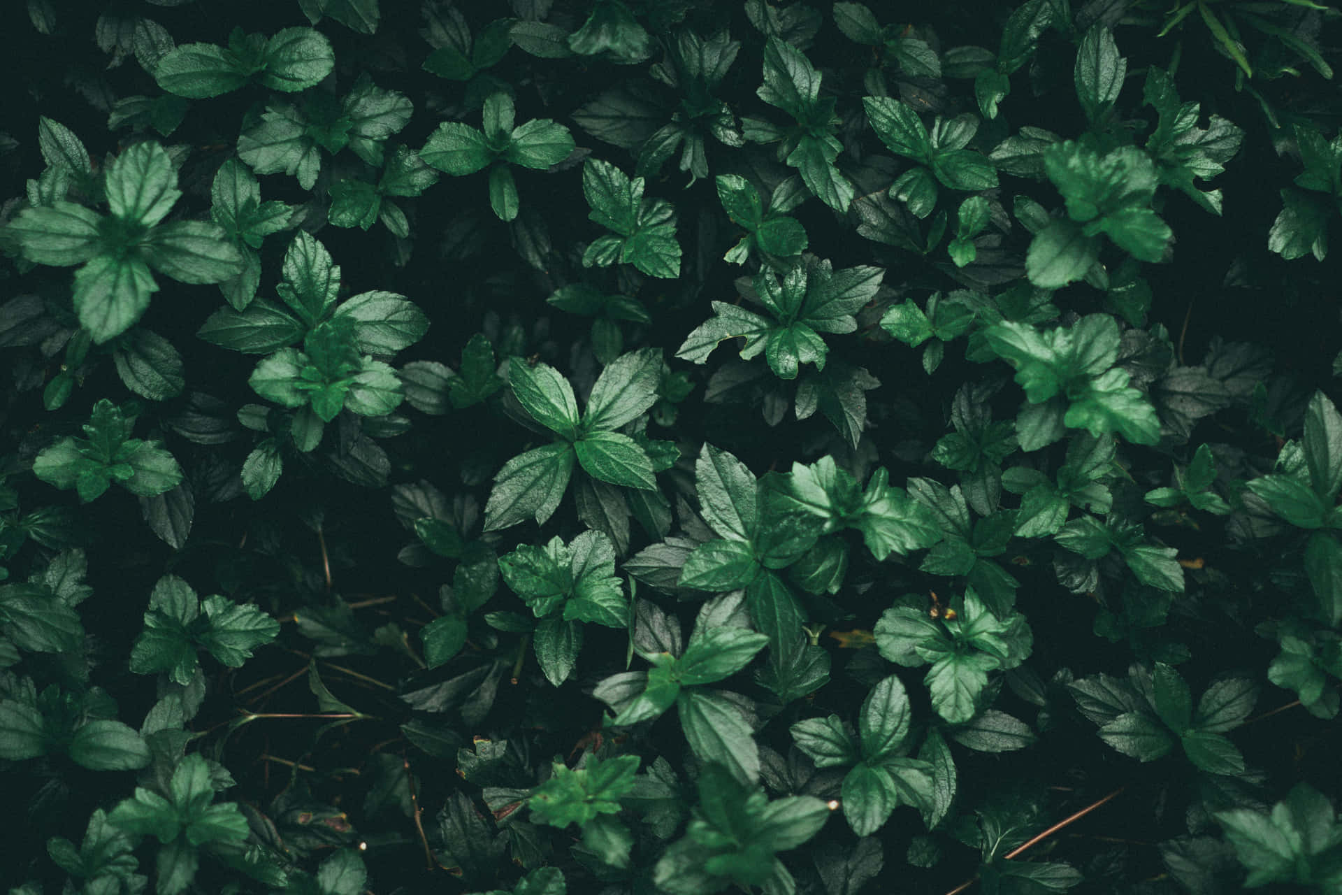 Dark green grunge background